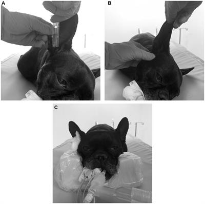 Evaluation of canine tympanic membrane integrity using positive contrast computed tomography canalography